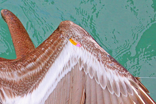 pelicans closeup torture hook brownpelican abuse pelecanus occidentalispelicanfish