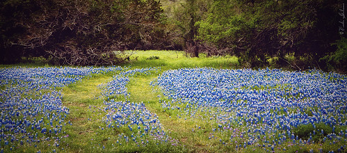 landscape texas wildflowers bluebonnets hunt texashillcountry lupinustexensis kerrwildlifemanagementarea hillcountrycameraclub