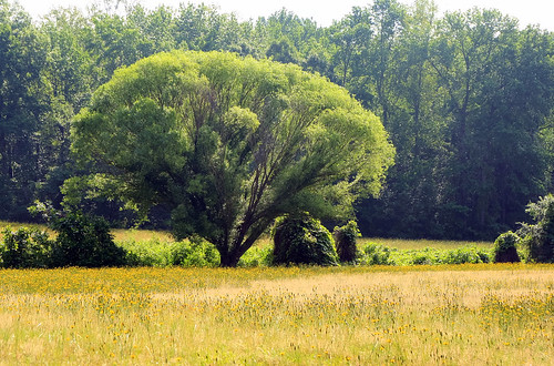 flowers sun tree green field yellow creek woods lexington willow hdr parkside rhm vrider