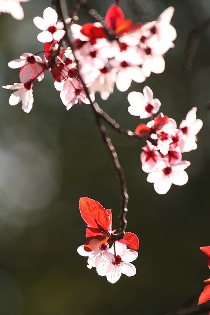 Little Red Bowtie from Flickr via Wylio