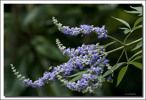 nature nikon louisiana blossom folsom bloom butterflybush floweringtree d700 saariysqualitypictures mygearandme rememberthatmomentlevel1