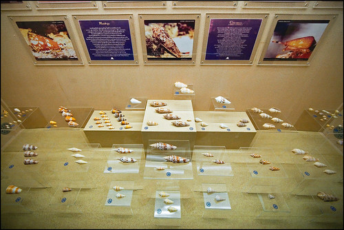 Shell display at Phuket Seashell Museum