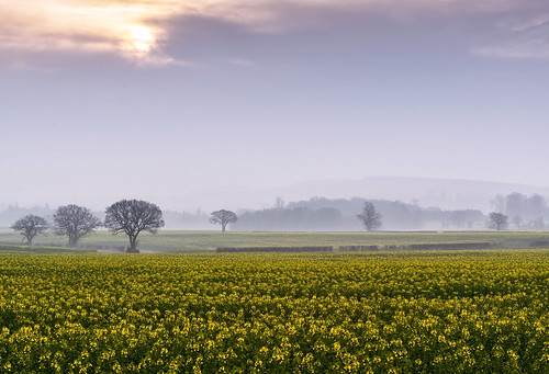 mist yellow misty landscape dawn spring nikon arrow nikkor warwickshire oilseedrape 70200mmf4 d610 dawnmist jactoll arrowlane nikonfxshowcase