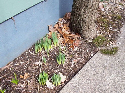 daffodils sprout at base of chestnut tree