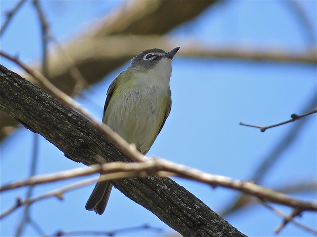 Blue-headed Vireo at Angler's Pond in Bloomington, IL 01