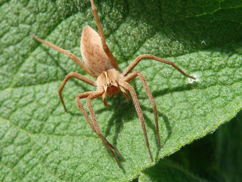 spider olympus greece mirabilis pieria αράχνη pisaura όλυμποσ