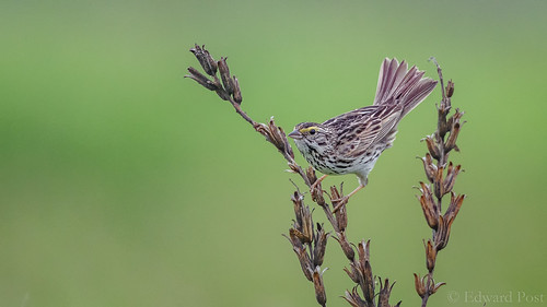 bird us unitedstates michigan sparrow fennville savannahsparrowpasserculussandwichensis