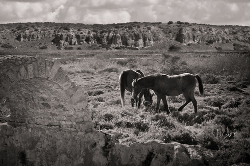 sky bw horse white black landscape israel photographer arc dramatic hills land bible biblical nisan flekman