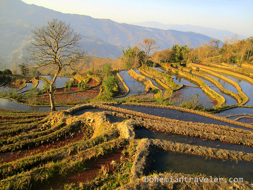 Yuanyang Rice Terraces around Xinjie China 18