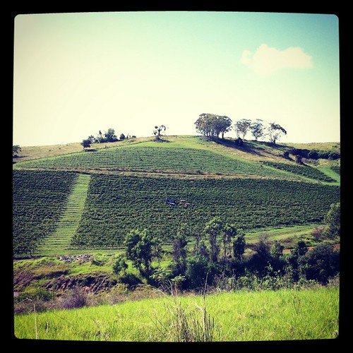 tractor vineyard perfect peace view wine hill harvest picture peaceful winery idyllic huntervalley mountview tallavera tallaveragrove iphone4 instagram
