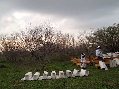 travel texas jester bees fl beekeeping gbr apiary nucs gretchenbeeranch jesterbeecompany nucleushives