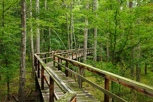 statepark trees usa nature landscape geotagged nikon tennessee trail swamp boardwalk dismalswamp d80 2470mmf28g bighillpond bruceoakley bighiilpondstatepark