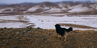 Dogs of Mongolia