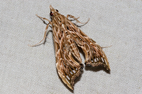 pyralidae crambidae spilomelinae rhectosemia vausignalis ecuador