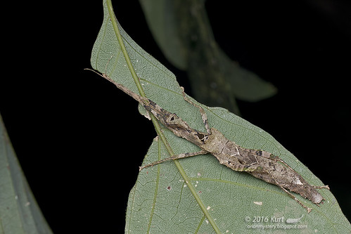 Phasmid_MG_0334 copy