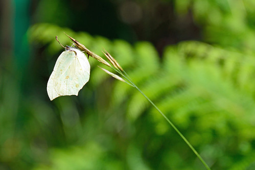 nature butterfly nikon sigma papillons d3200 18200dcoshsmc
