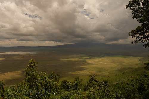 tanzania nationalpark crater serval ngorogoro ngorogorocrater