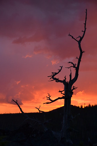 sunset tree lavafields
