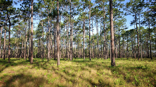trees pine savannah greenswamp pinesavannah