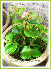Is it Begonia 'Eureka Green Leaf Pink'? Shot April 30 2012