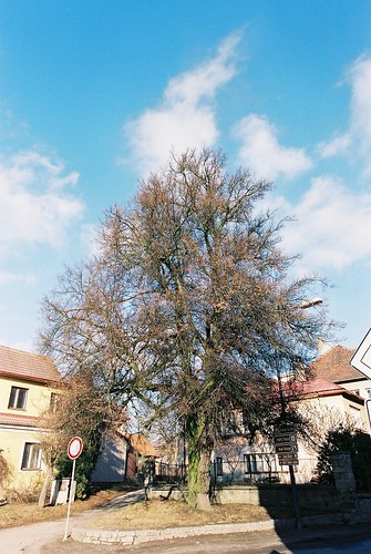 tree march nikon europe czech f100 nikonf100 2012 telč 捷克 fujicolorsuperiaxtra400 特奇 afsnikkor1424mmf28ged 第五階