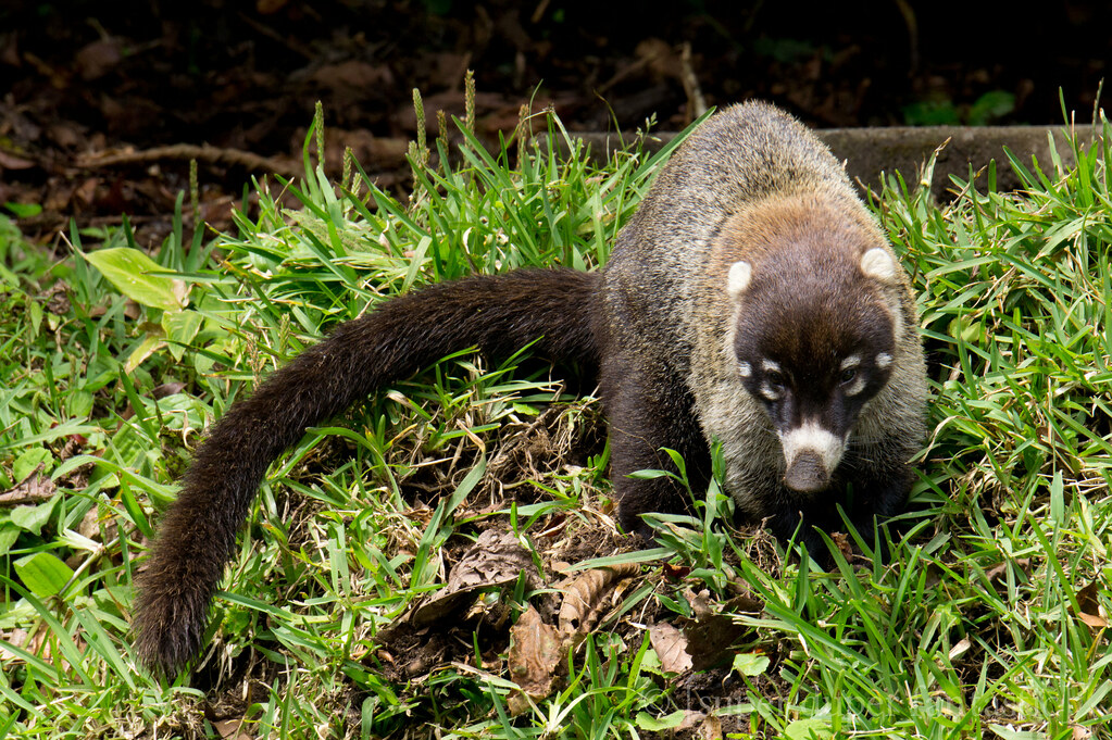 Santa Elena Cloud Forest Reserve - Monteverde