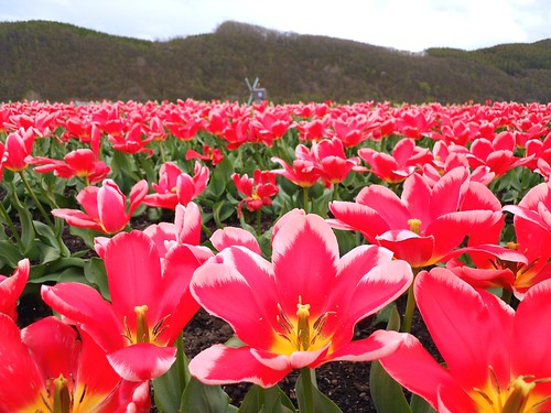 flower japan geotagged hokkaido tulip kamiyubetsu geo:lat=44159419 geo:lon=143578816