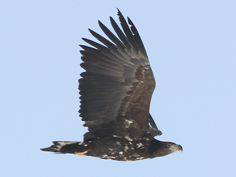 Photograph titled 'White-tailed Eagle'