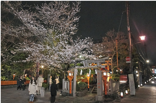 【写真】2014 桜 : 祇園白川/2021-07-02/IMGP5583
