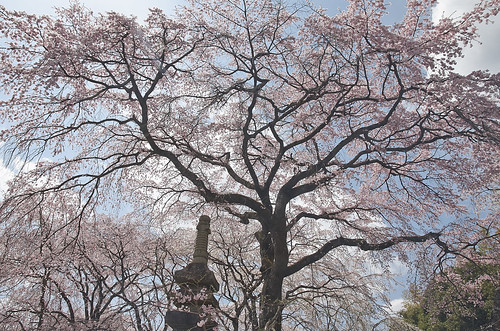 【写真】2014 桜 : 山越周辺/2021-03-24/IMGP5627