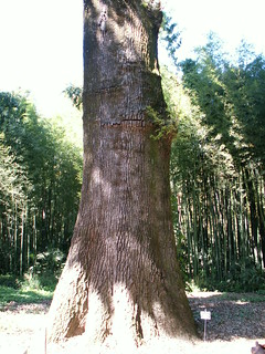 Quercus ruber