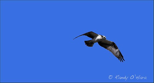 osprey owensound birdodprey randyohara harristonpark
