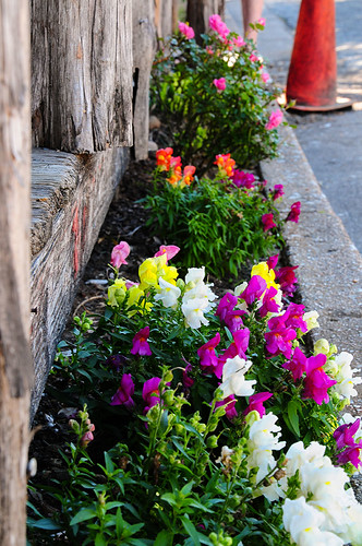 flowers garden outdoors spring colorful blossoms vegetation blooms springtime flowerbeds texashillcountry naturesbeauty springcolors springtimeintexas