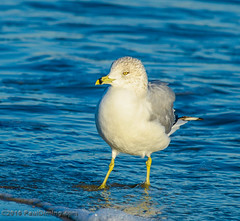 Ring-billed Gull Posing @ Folly Field Beach - Hilton Head Island, SC