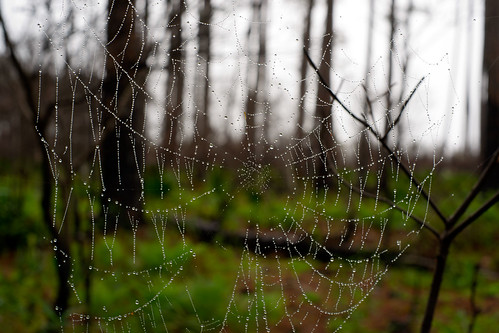 near alabama spiderweb dauphinisland 7dayphotography