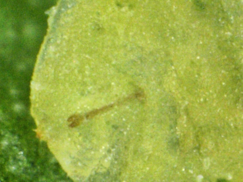 Sternal spatula of Monarthropalpus flavus (l)