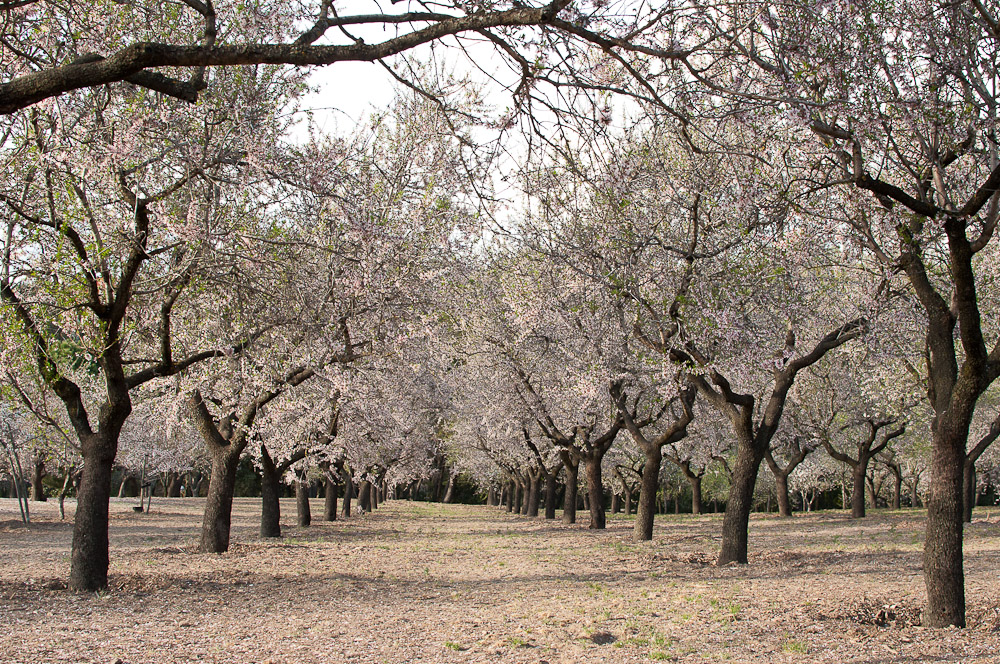 El Parque de la Quinta de los Molinos y sus almendros en flor
