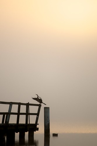 morning mist lake bird nature silhouette fog sunrise dawn pier crane tranquilscene