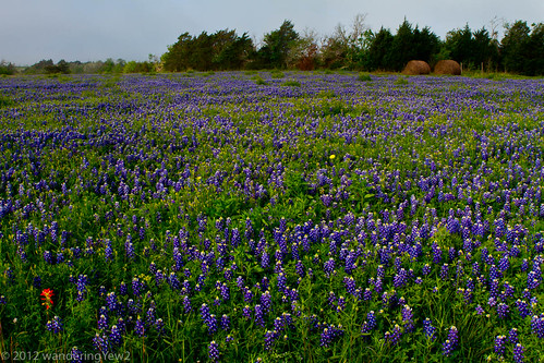 geotagged texas bluebonnet wildflower haybale texaswildflowers geo:lat=29980523 geo:lon=96578105