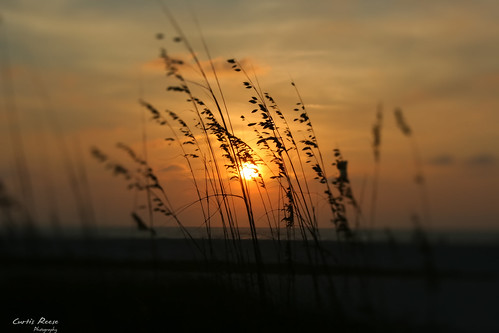 sunset beach sunrise florida palmtree fl clearwaterbeach clearwater curtisreese