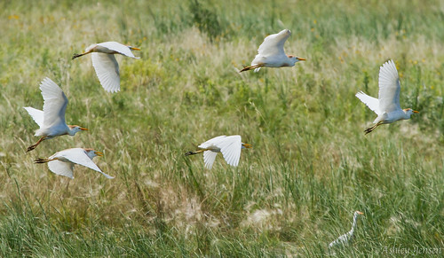 cattle south ibis egret dakota nwr sandlake bubulcus