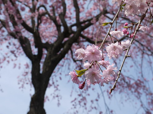 2012-04-13 神祇大社の枝垂れ桜 (6)