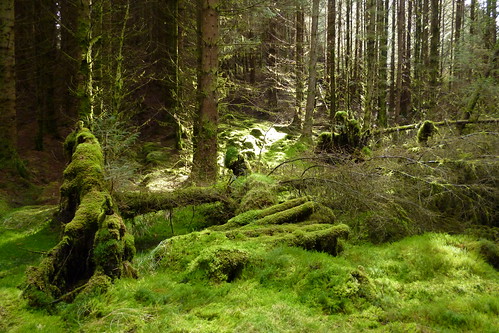 trees light green moss emptiness