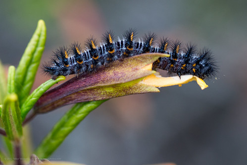 Caterpillar Stage - Variable Checkerspot Butterfly caterpillar (Euphydryas chalcedona) Eating a Monkeyflower.