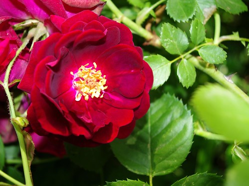 flower rose vanburen bloom arkansas quintaflores