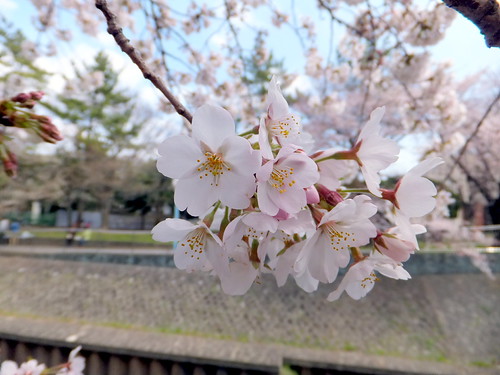 DSCF3306