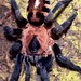 tarantula-tigerstriped