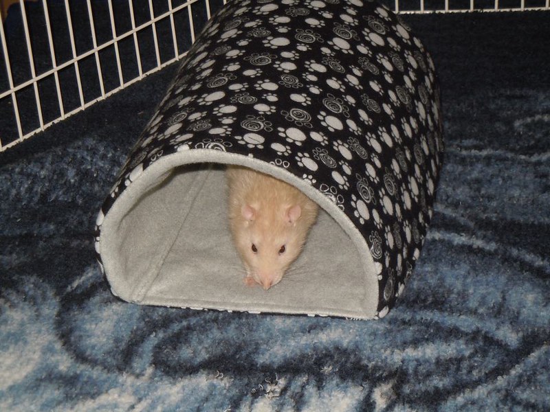 Timmy&#039;s new PopTunnel