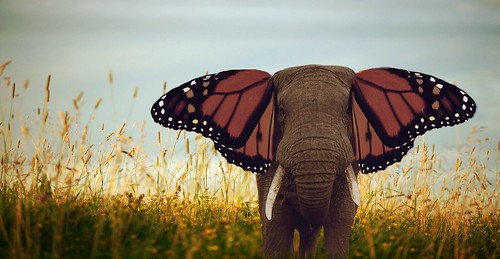 Elephant with butterfly ears