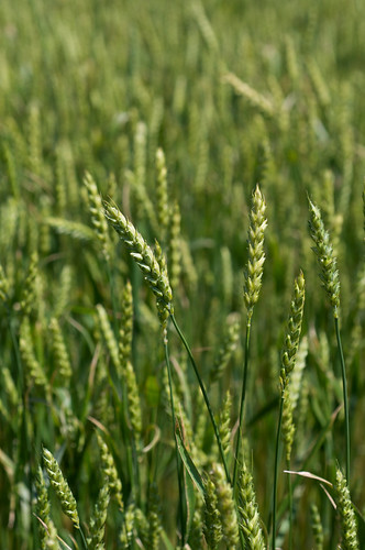 grain crop agriculture poaceae winterwheat triticumaestivum triticum stockcategories